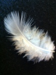 Feather Angel Sign